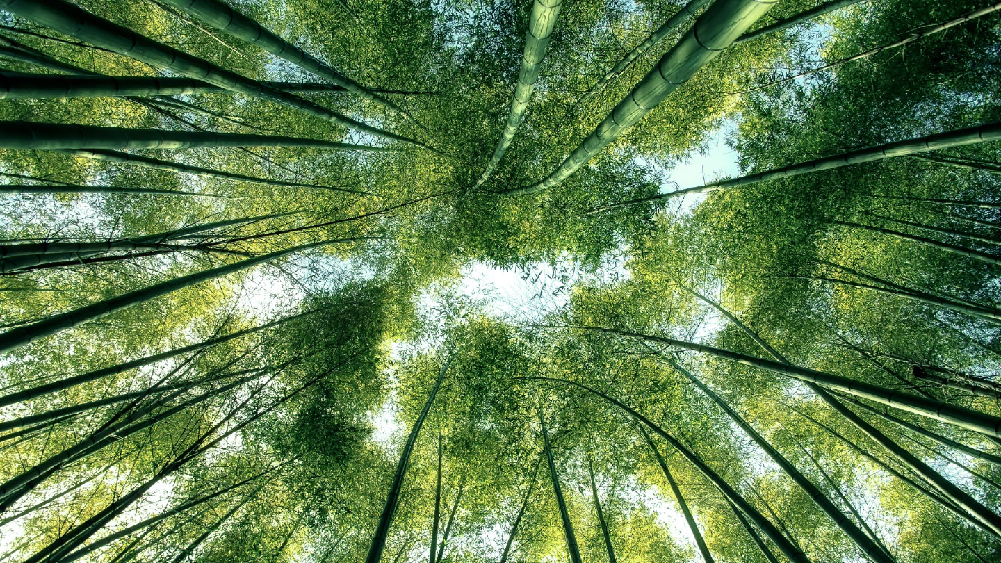 The World Court’s Landmark Climate Ruling: Big Bark, Little Bite?