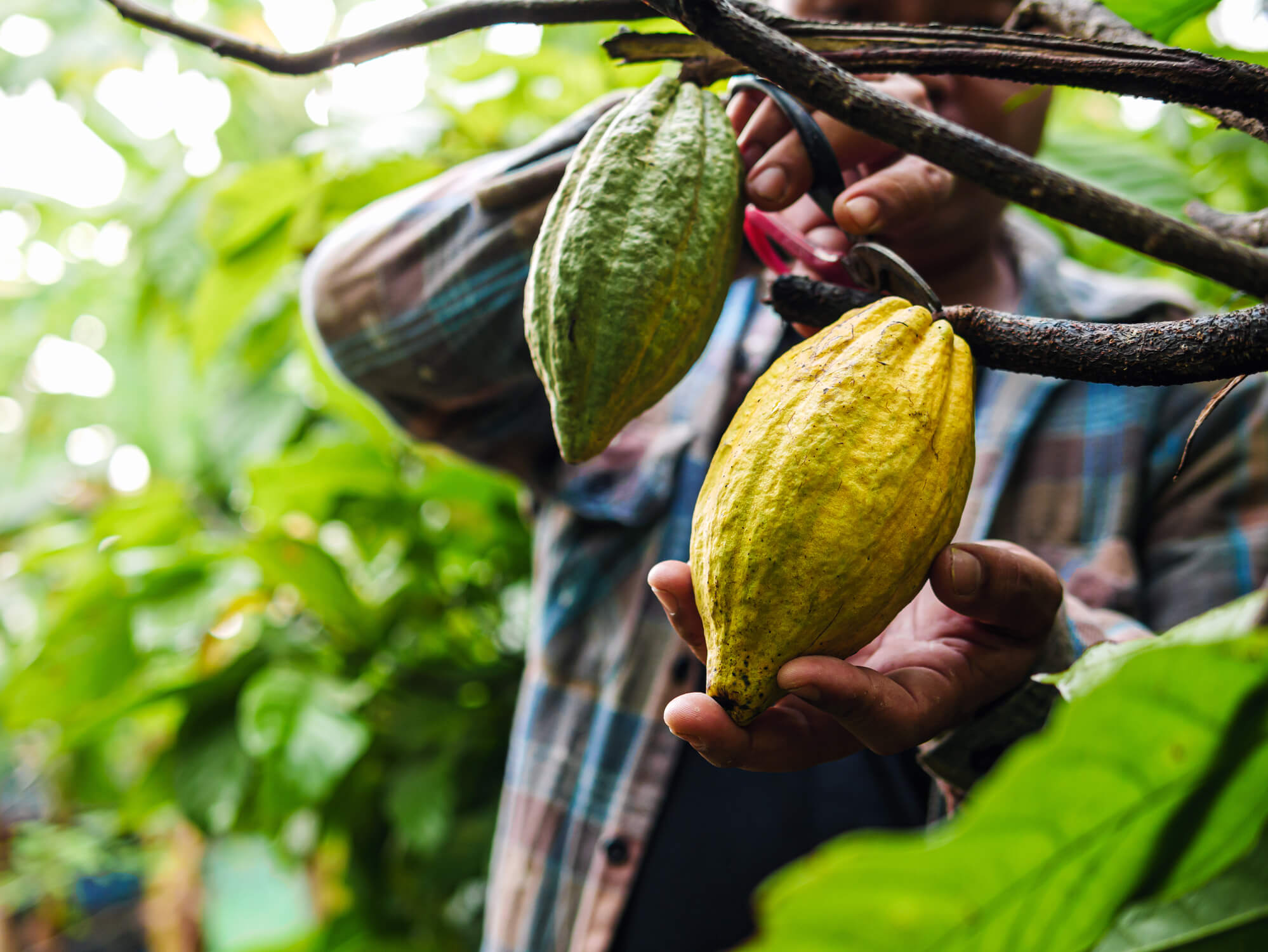 From the Ground Up: Building Resilient Supply Chains in Cocoa and Rubber